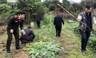 Bắc Giang: Tăng cường phòng ngừa, xử lý việc trồng cây có chứa chất ma túy